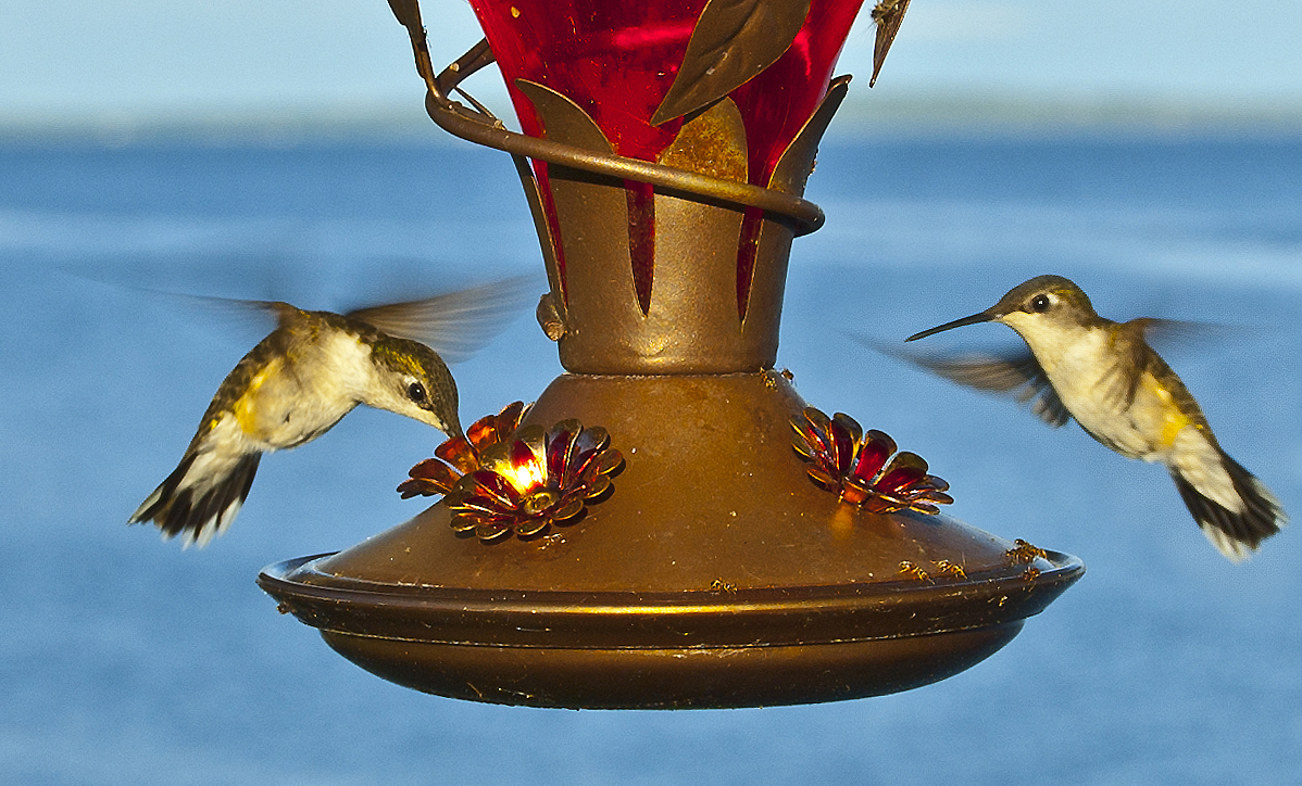 File Hummingbirds At Feeder Jpg Wikimedia Commons