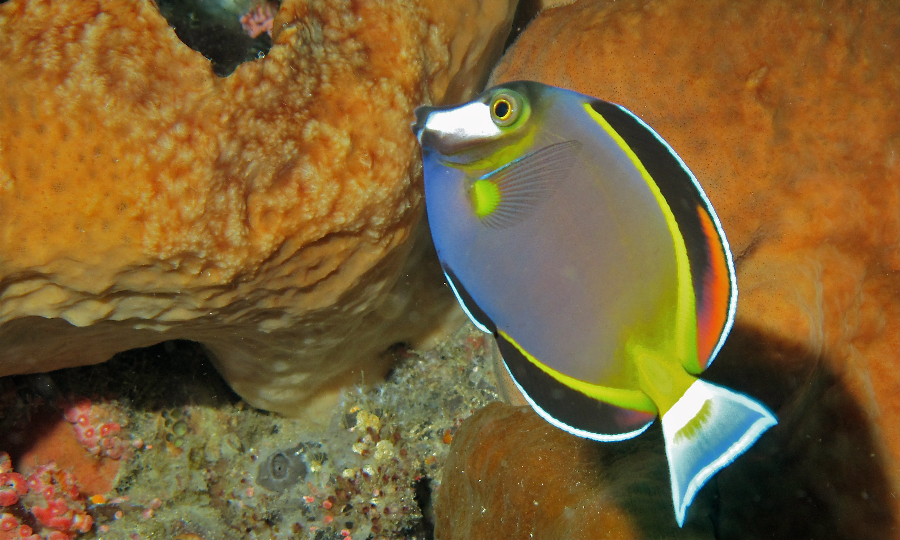 Japanese Surgeonfish (Acanthurus japonicus) (8481921389).jpg