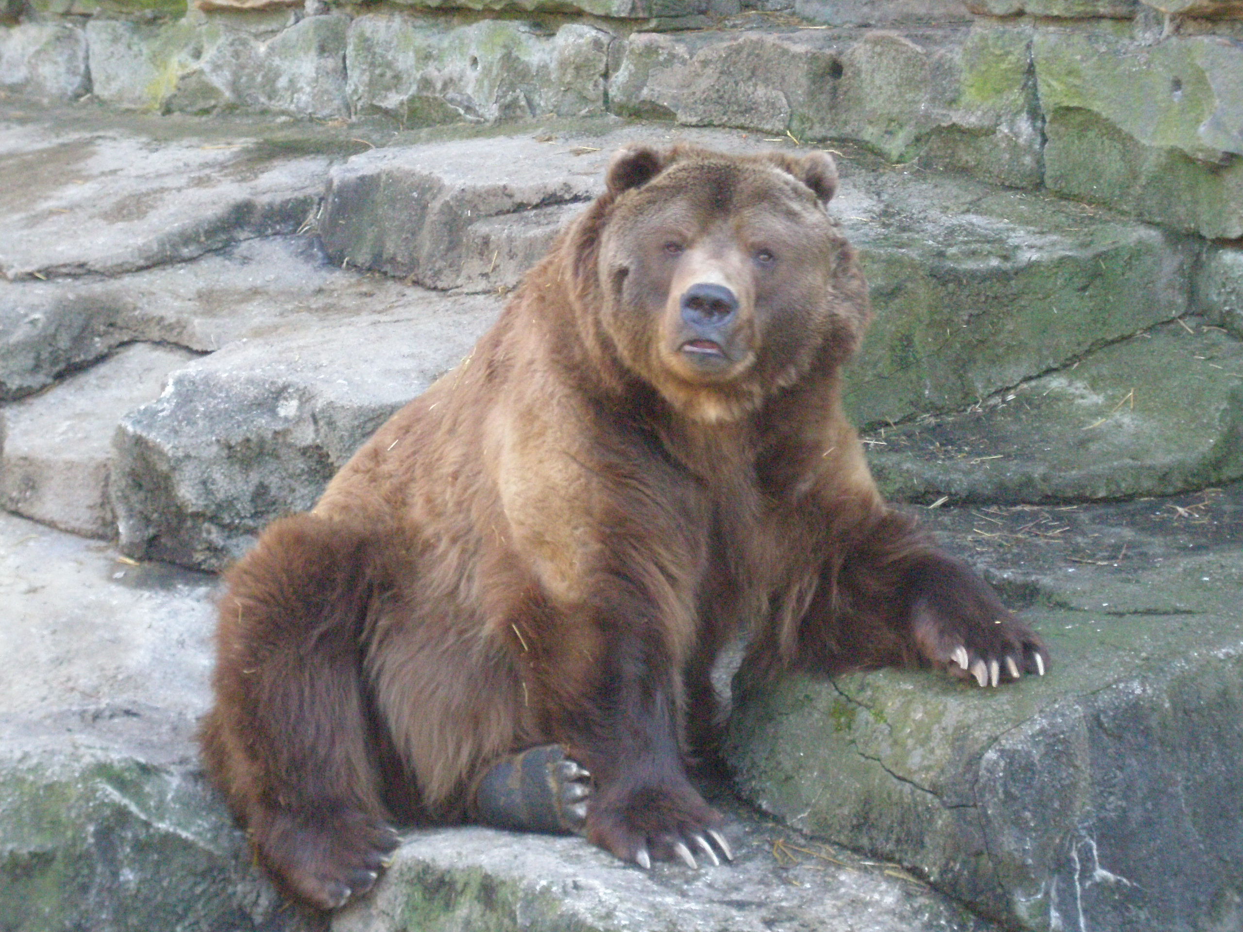 Ursus arctos middendorffi