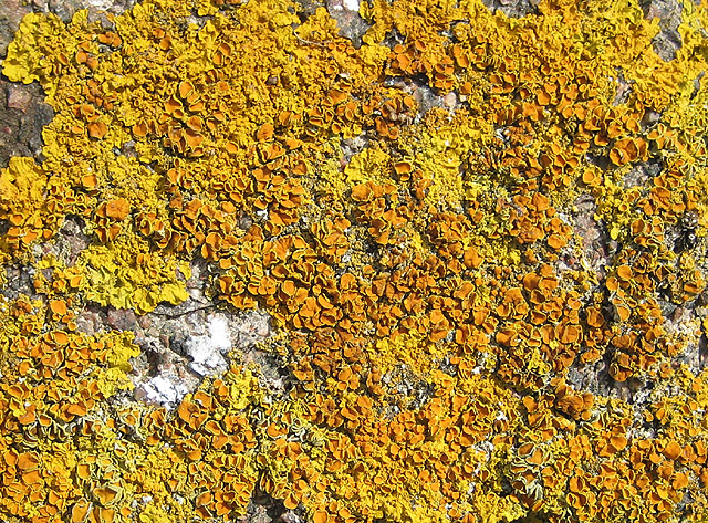 File:Lichen crust - geograph.org.uk - 825468.jpg