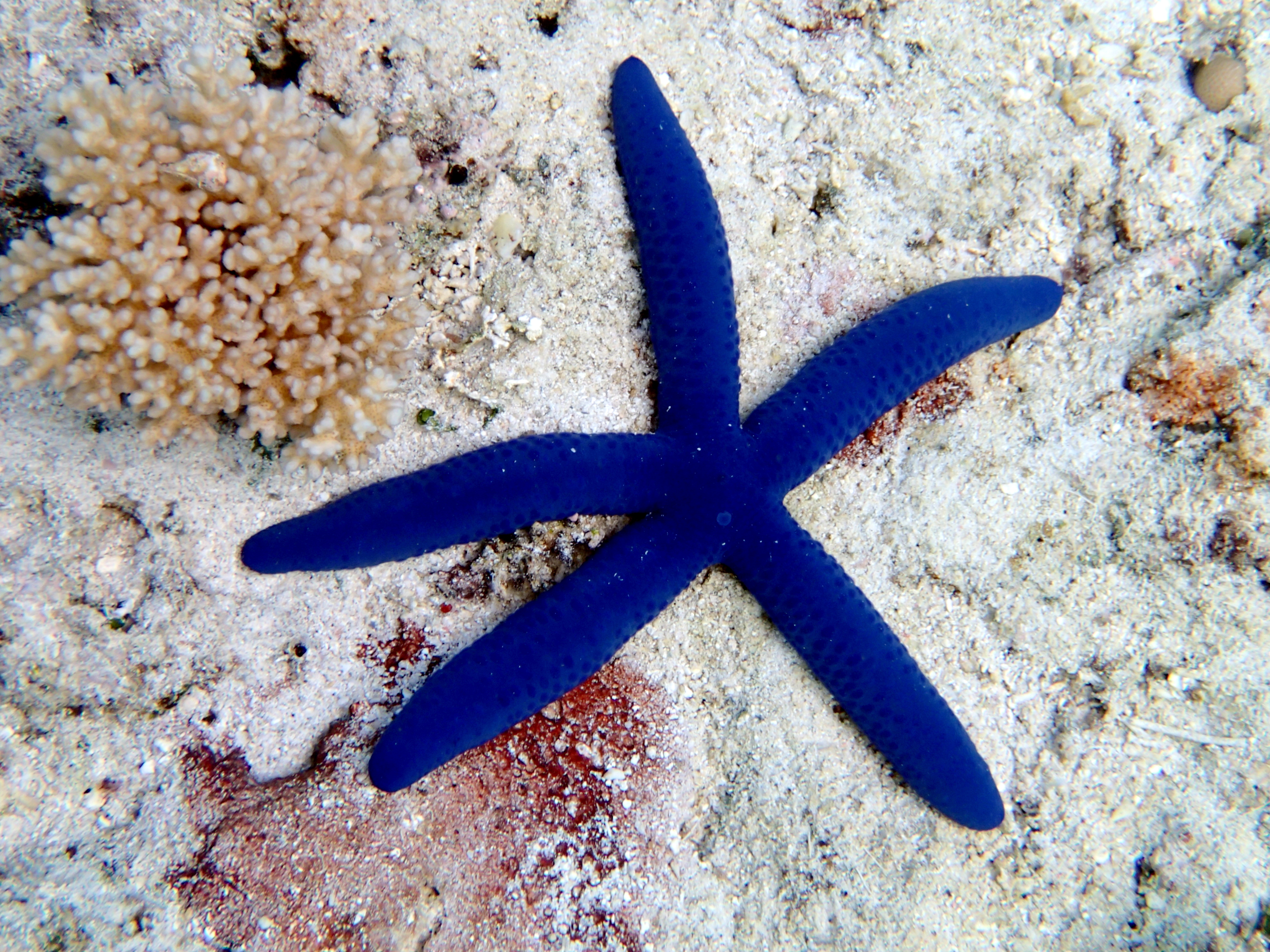 Iland Sea Star with Colored Heads