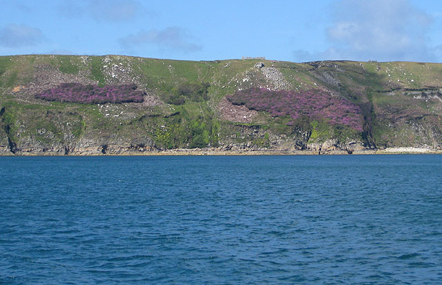 File:Lundy's rhododendrons, east coast - geograph.org.uk - 1338951.jpg