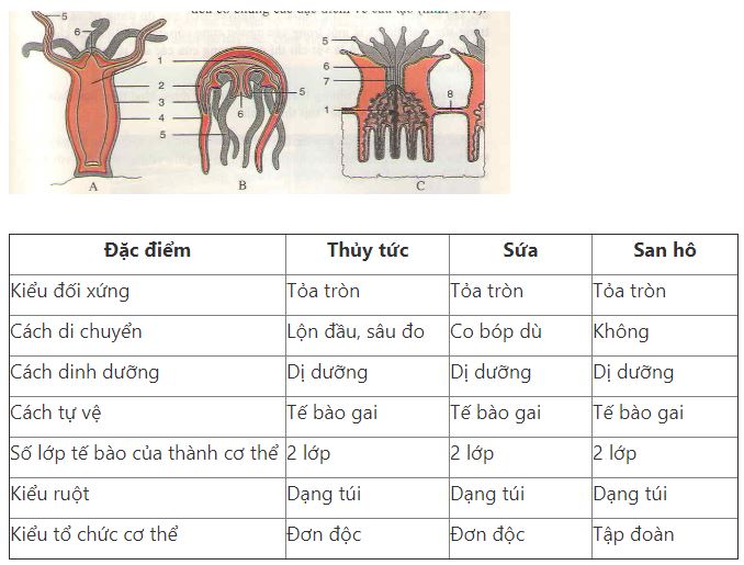 Đại Diện Của Ngành Ruột Khoang