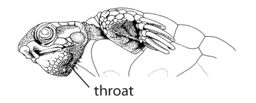 File:M2. Throat scales (V13b).png