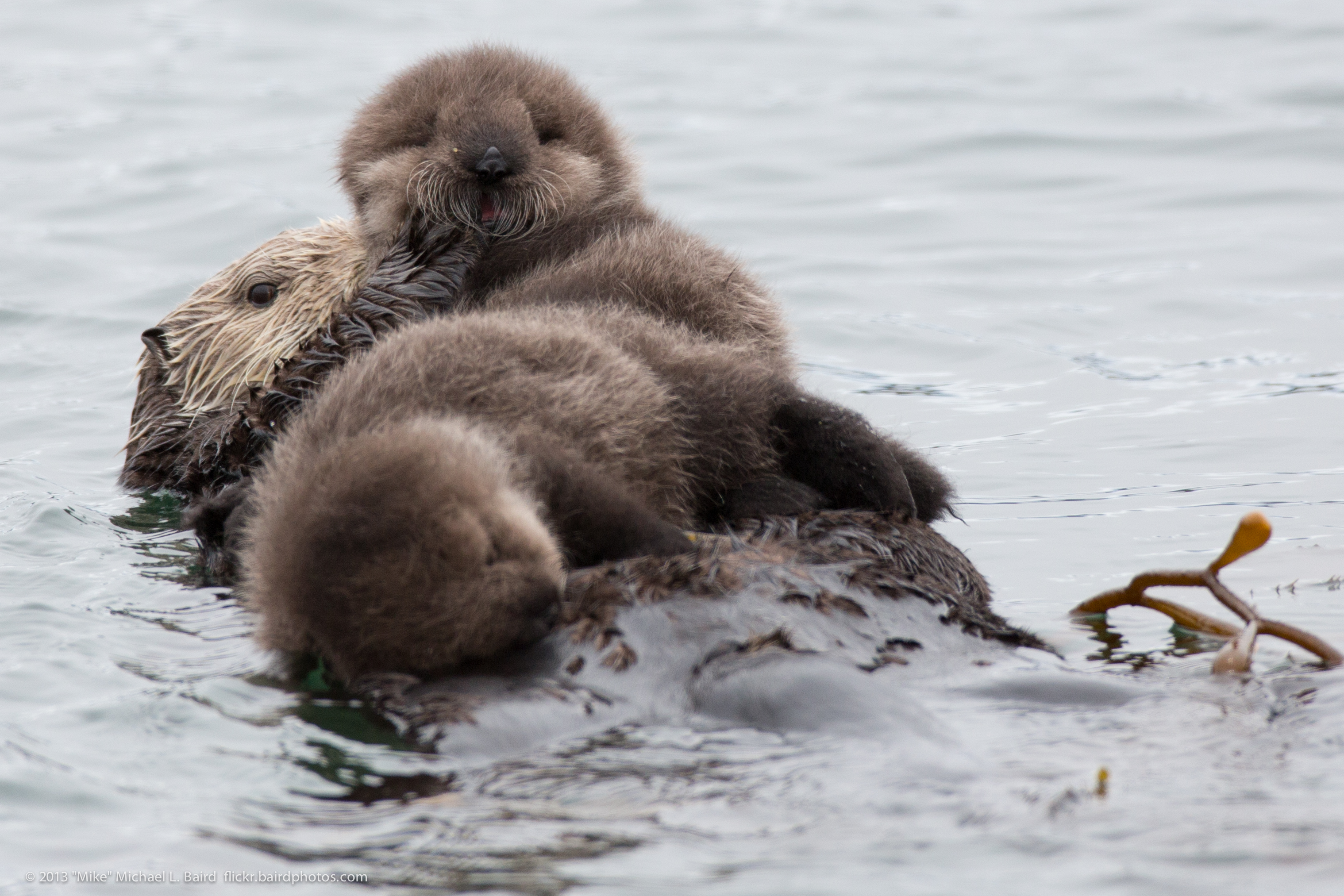 Sea Otter photo gallery, Sea Otter photos and pictures, Grey Sea Otter pictures