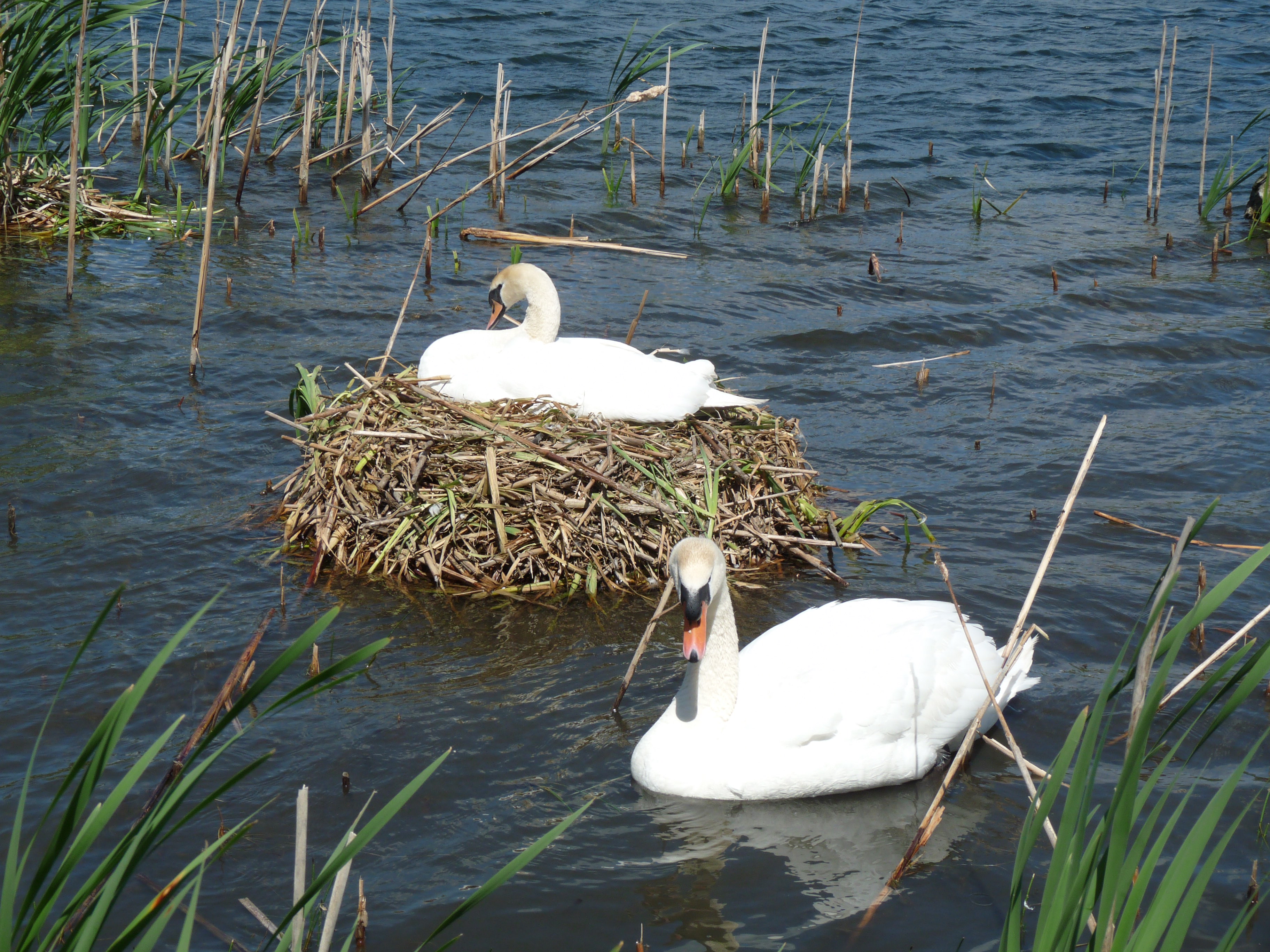 File:Mute Swan Nest 30-05-10 (4653758065).jpg - Wikimedia Commons