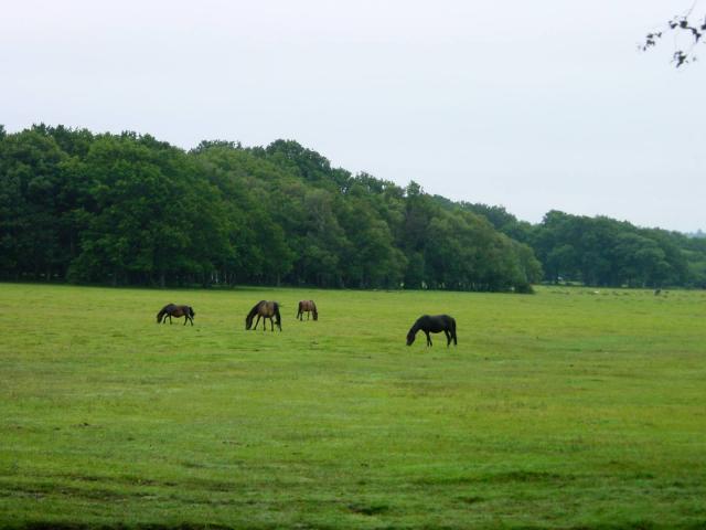 New Forest ponies - geograph.org.uk - 1213