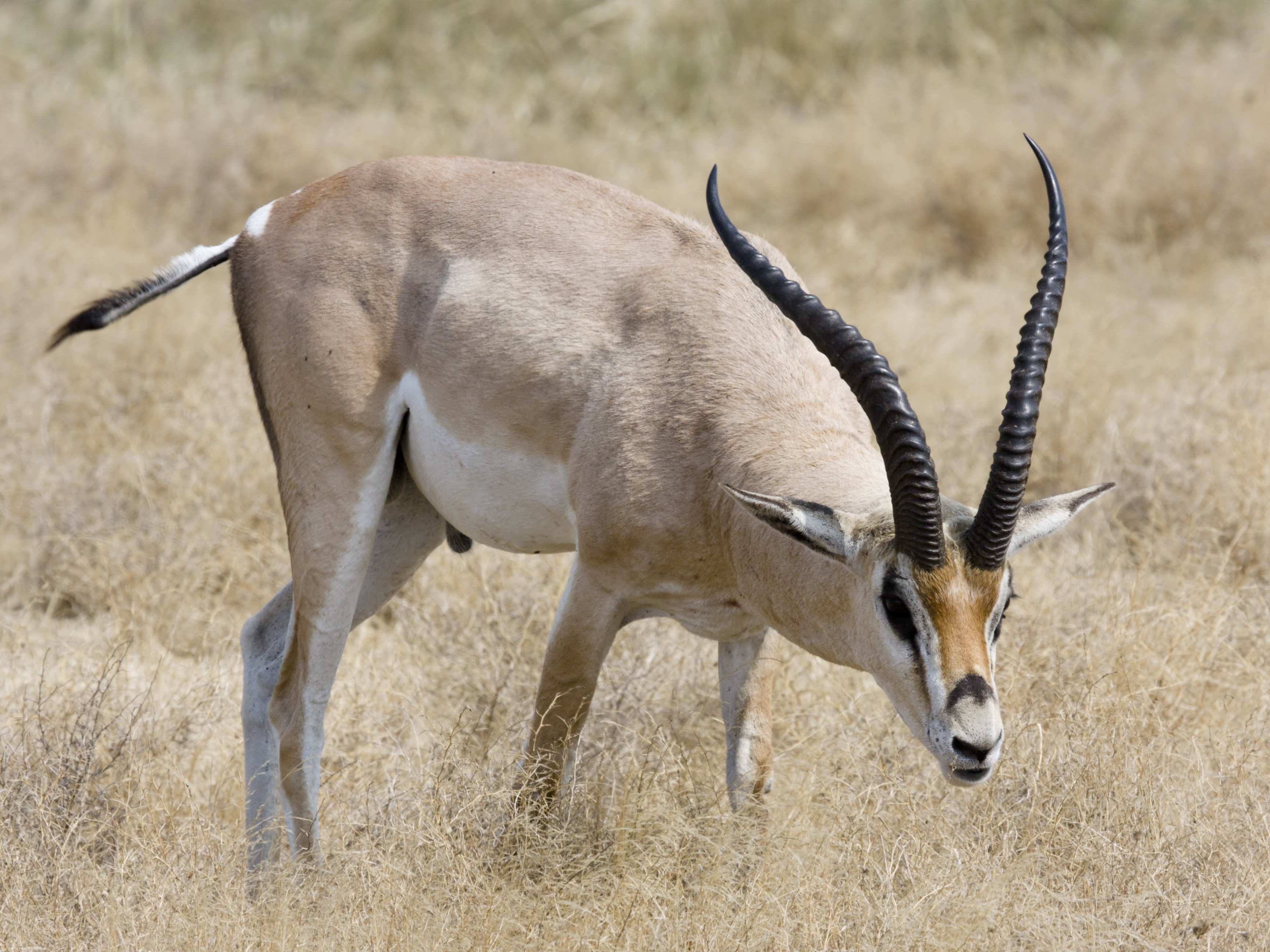 • Песчаная Газель (Gazella leptoceros)