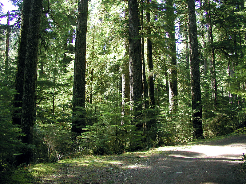 Old-growth forest - Wikipedia