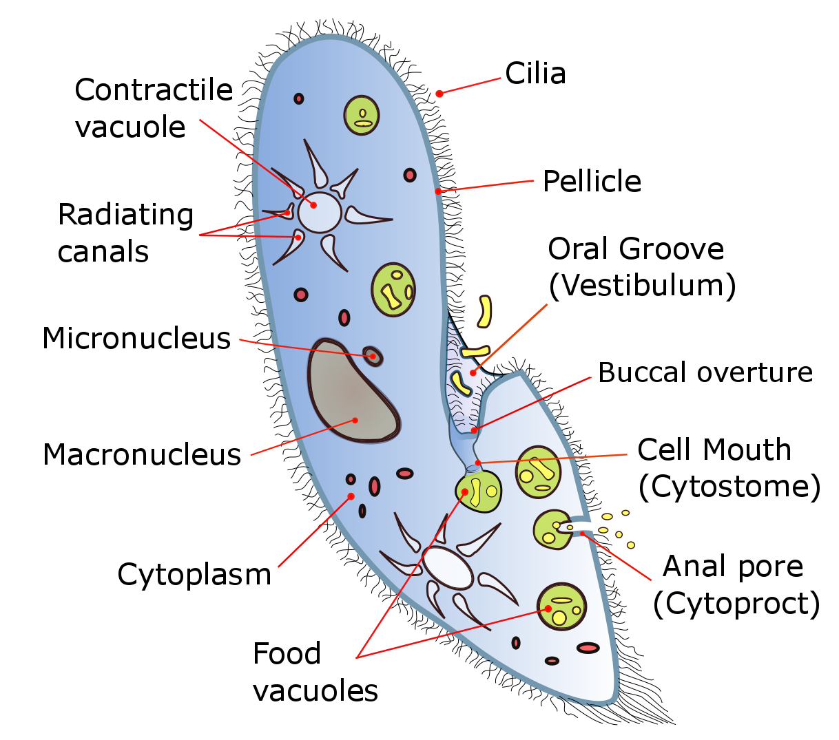 slipper-animalcule-is-the-common-name-for