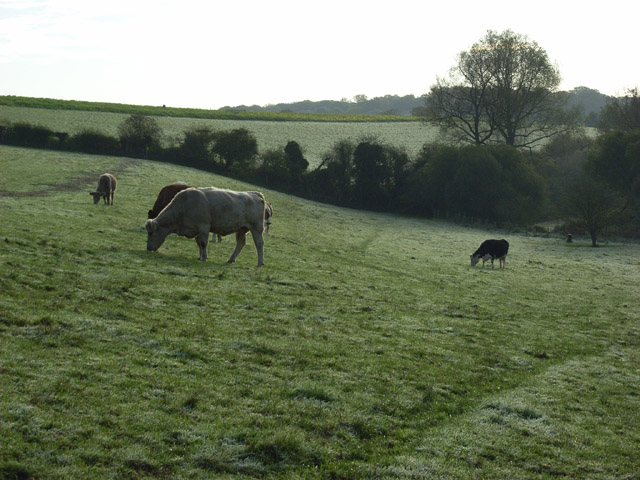 File:Pastures, Westbrook - geograph.org.uk - 273752.jpg