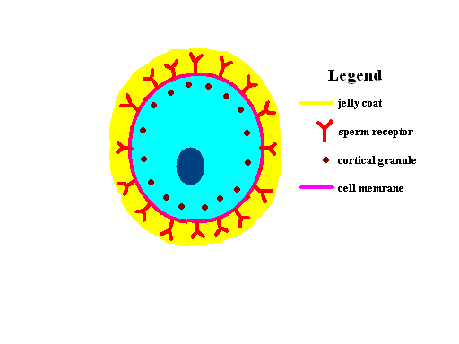 egg cell diagram