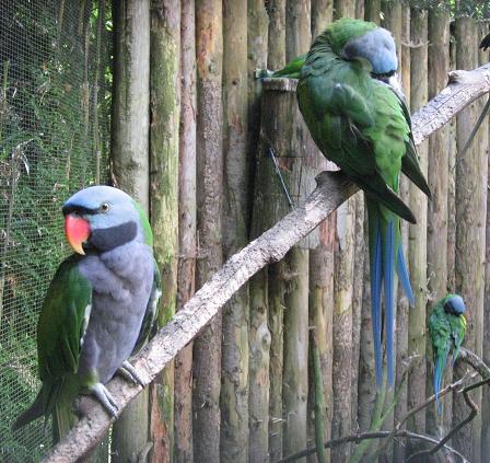 File:Psittacula derbiana in Zoo Parc Overloon.JPG