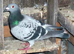 Racing Pigeon 1464