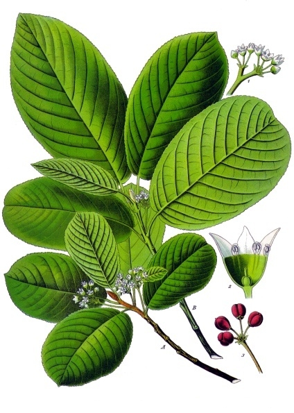 File:Rhamnus purshiana - Köhler–s Medizinal-Pflanzen-121.jpg