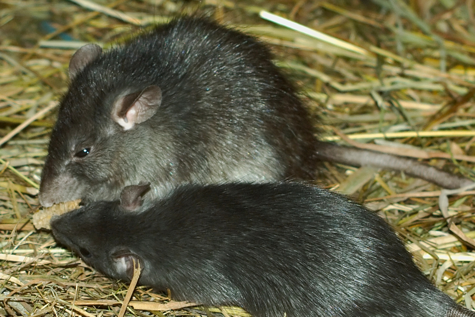 How long do black rats live in captivity