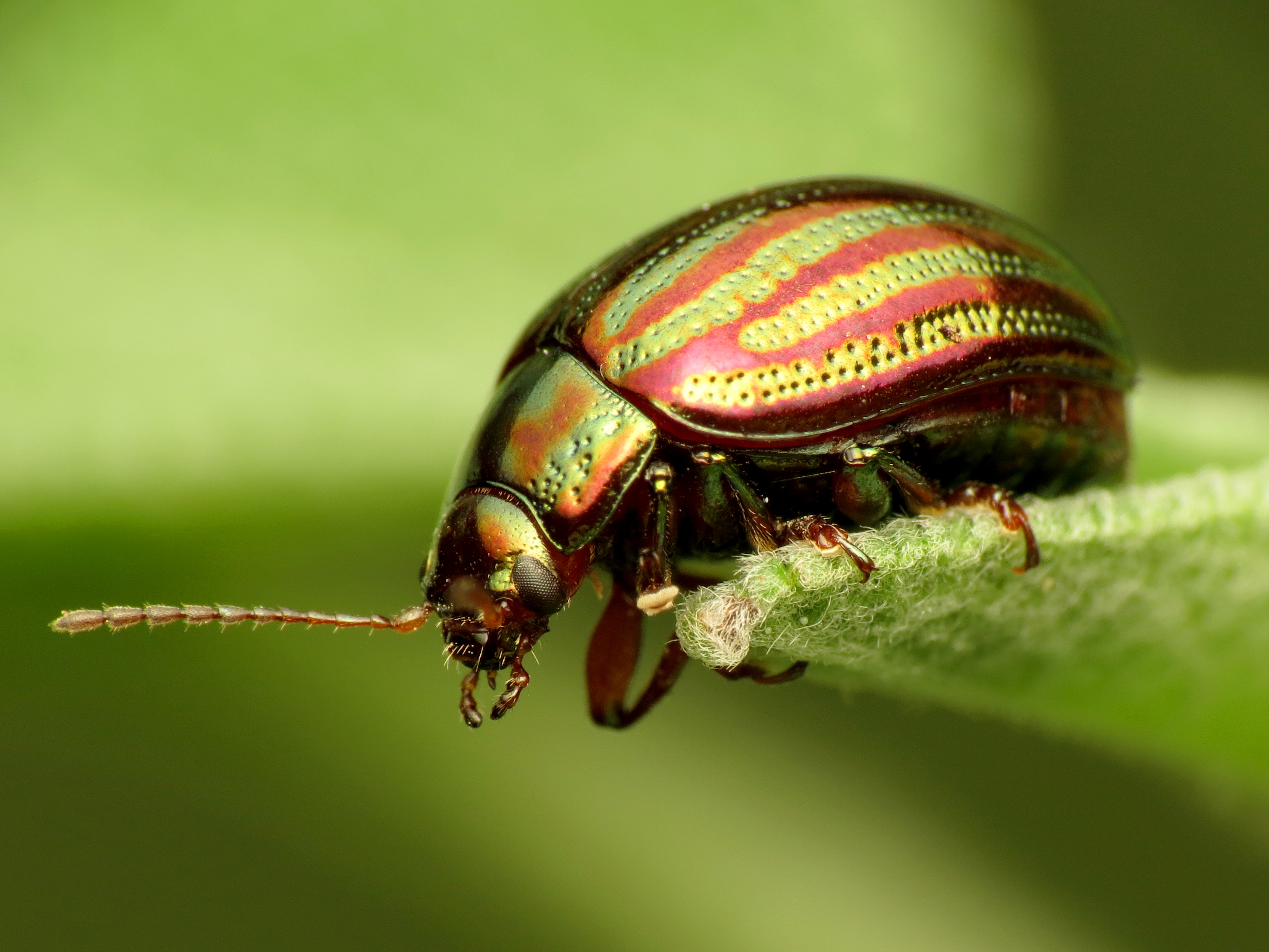 Красивые жуки. Жук Chrysolina cerealis. Листоеды семейство - Chrysomelidae. Chrysolina Americana. Лапландский Листоед.