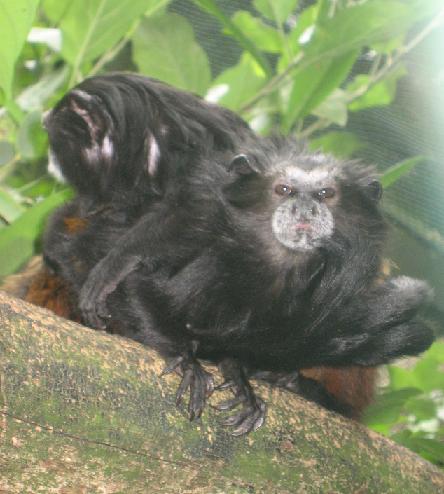 File:Saguinus fuscicollis weddelli in Zoo Parc Overloon.jpg