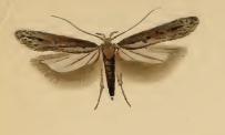 <i>Scrobipalpa artemisiella</i> Species of moth