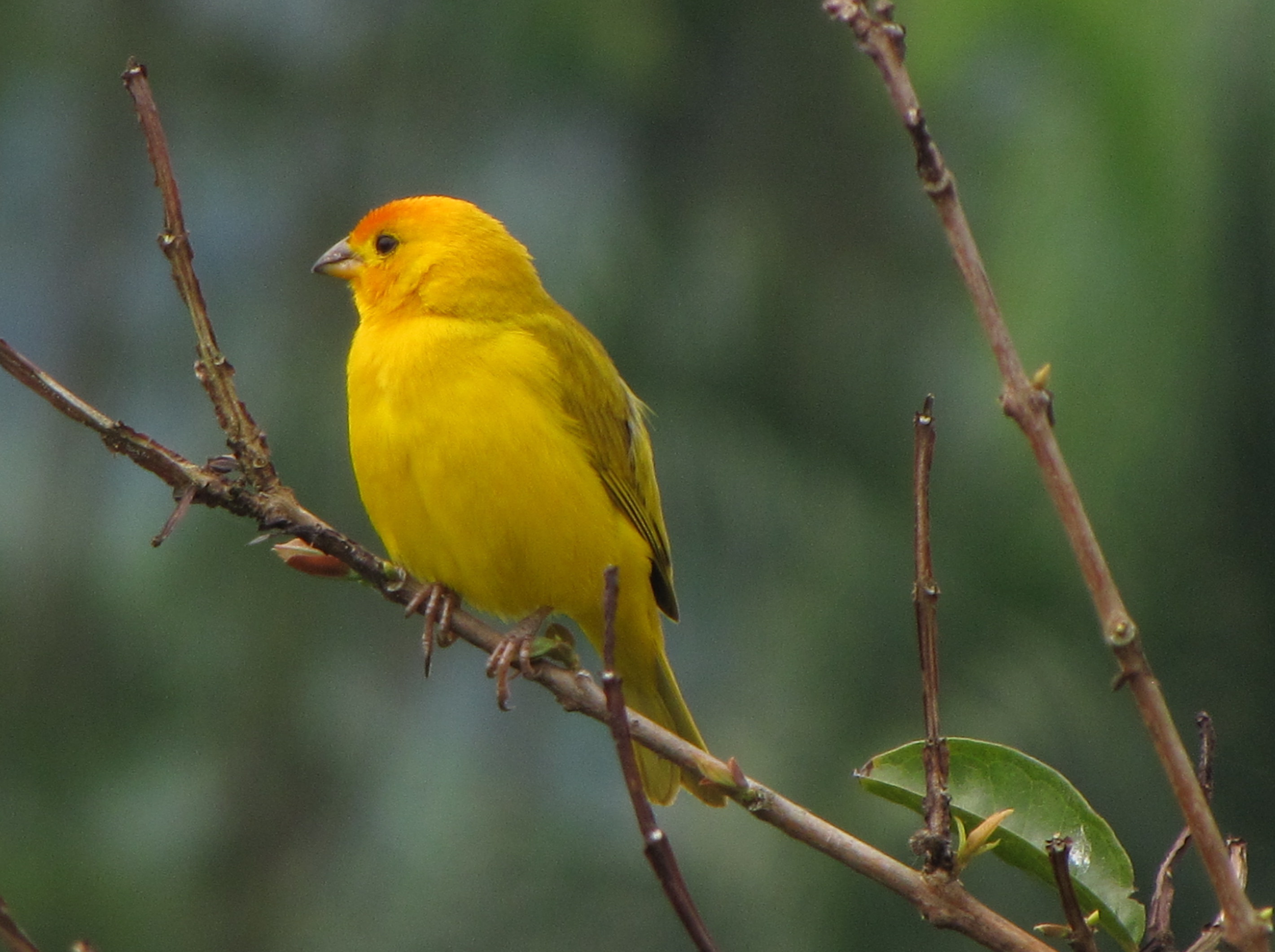 Cuanto dura un canario amarillo