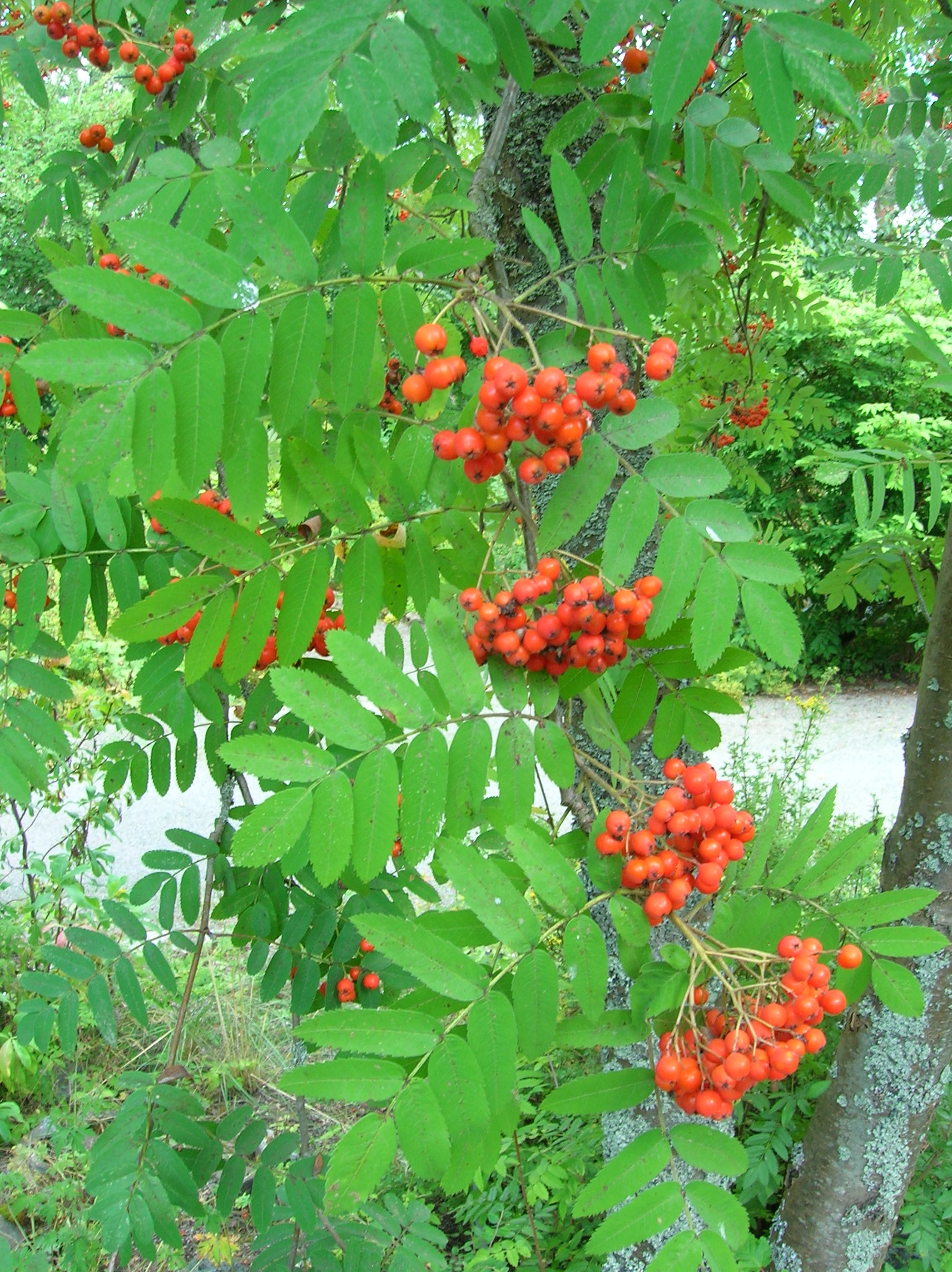 Рябина сибирская: ботаническое описание, где растет, посадка и уход