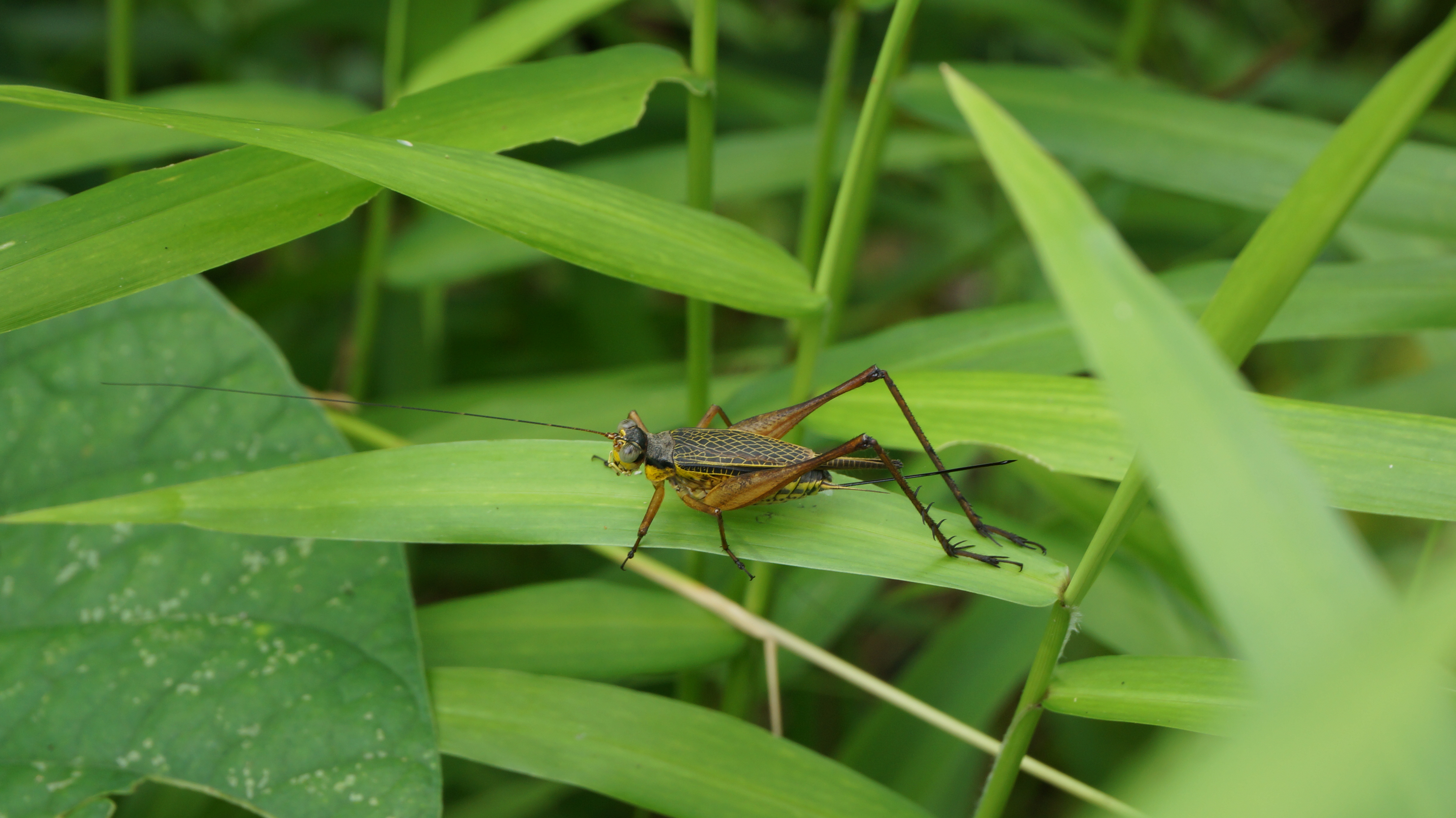 Grasshopper перевод узбекский