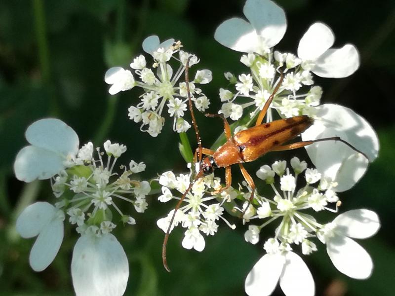 File:Stenurella septempunctata1.jpg