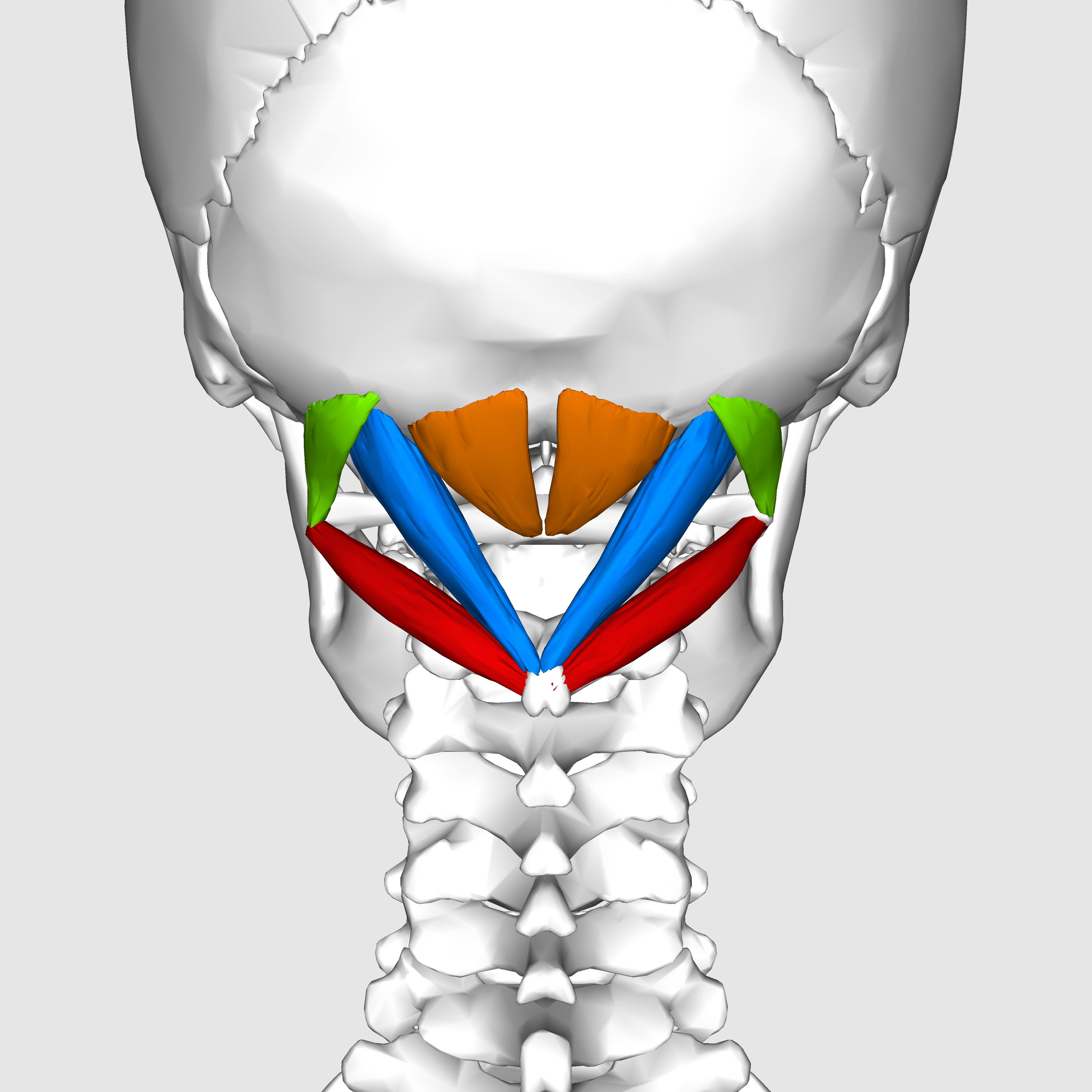 Computer generated image of the human suboccipital muscles