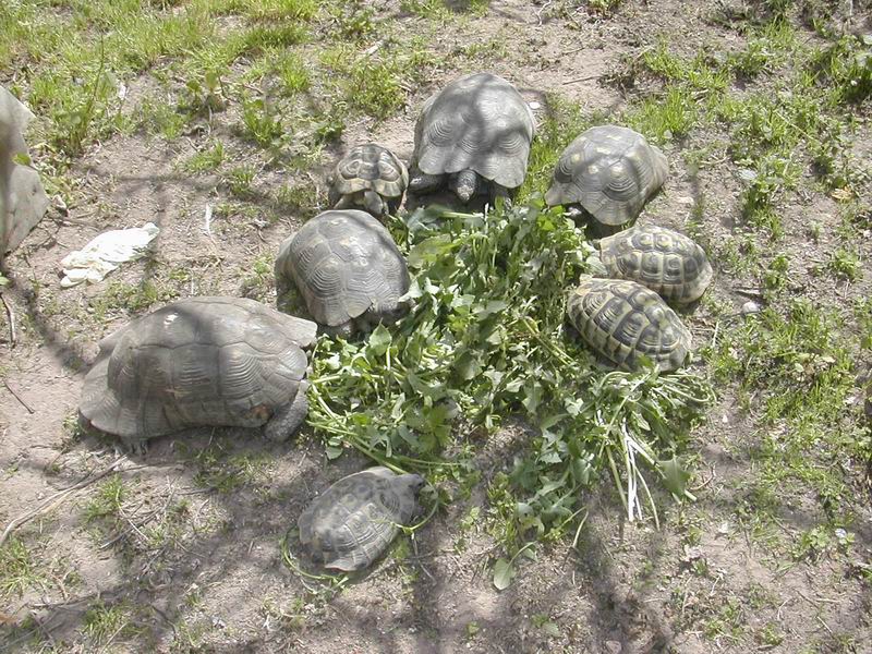 File:Testudo marginata hermanni meal.JPG