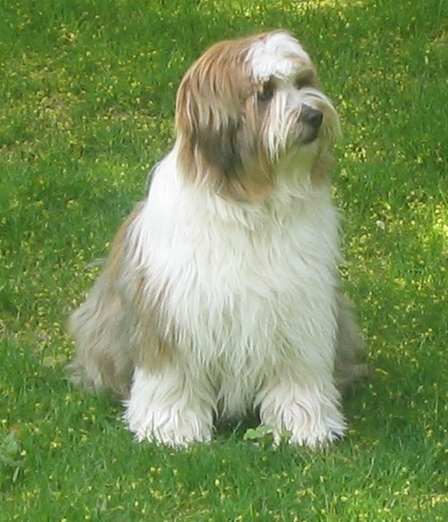 Tibetan Terrier Image 001.jpg