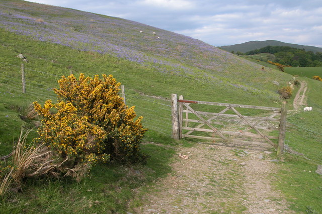 File:Track in Bannisdale - geograph.org.uk - 183876.jpg
