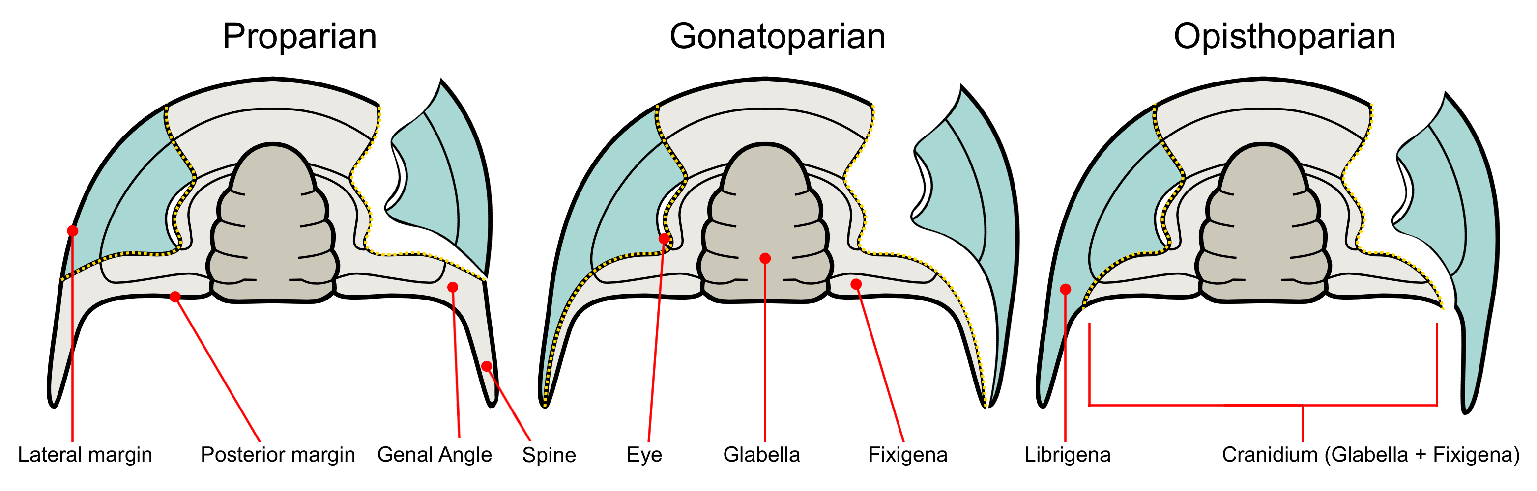 Facial Sutures