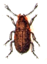 <i>Typhaea</i> Genus of beetles