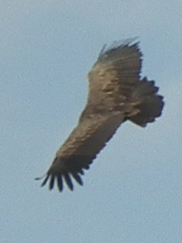 File:Vulture in Tanzania 3295 cropped Nevit.jpg