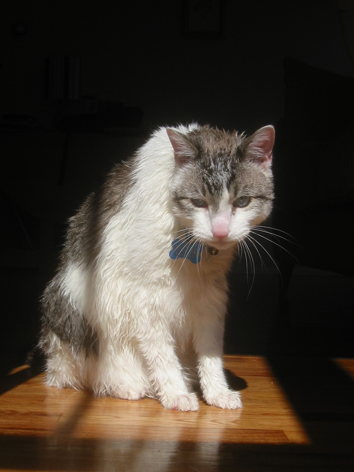 File:Wet cat.jpg - Wikipedia
