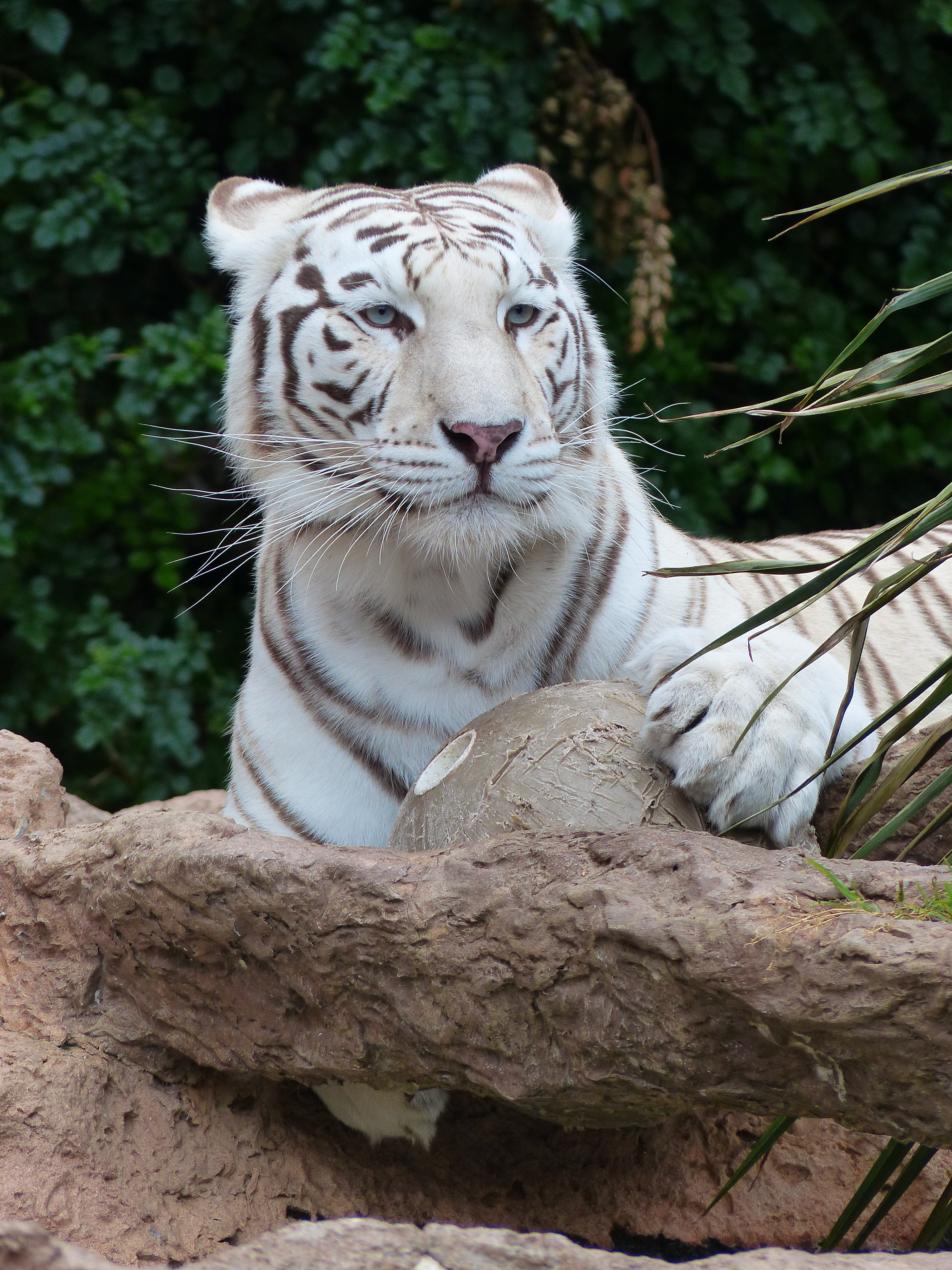 White tiger - Wikipedia