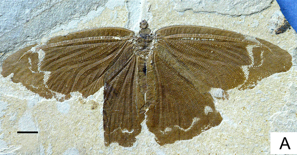 Yang 2014 Sophogramma lii.png