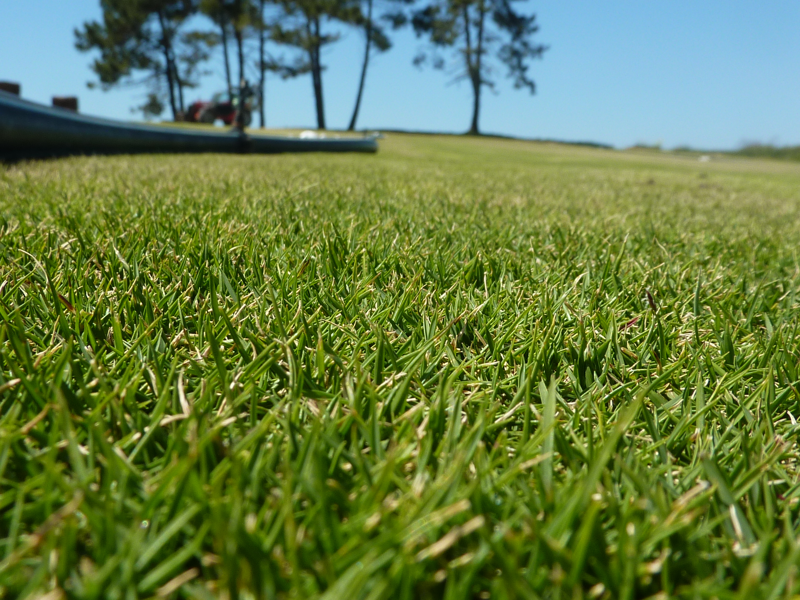 Zoysia tenuifolia — Wikipédia