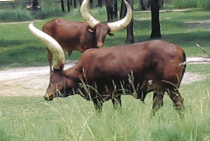 File:Aaaacattle.jpg