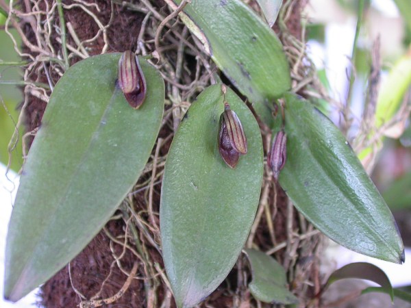 File:Acianthera butantanensis 07.jpg
