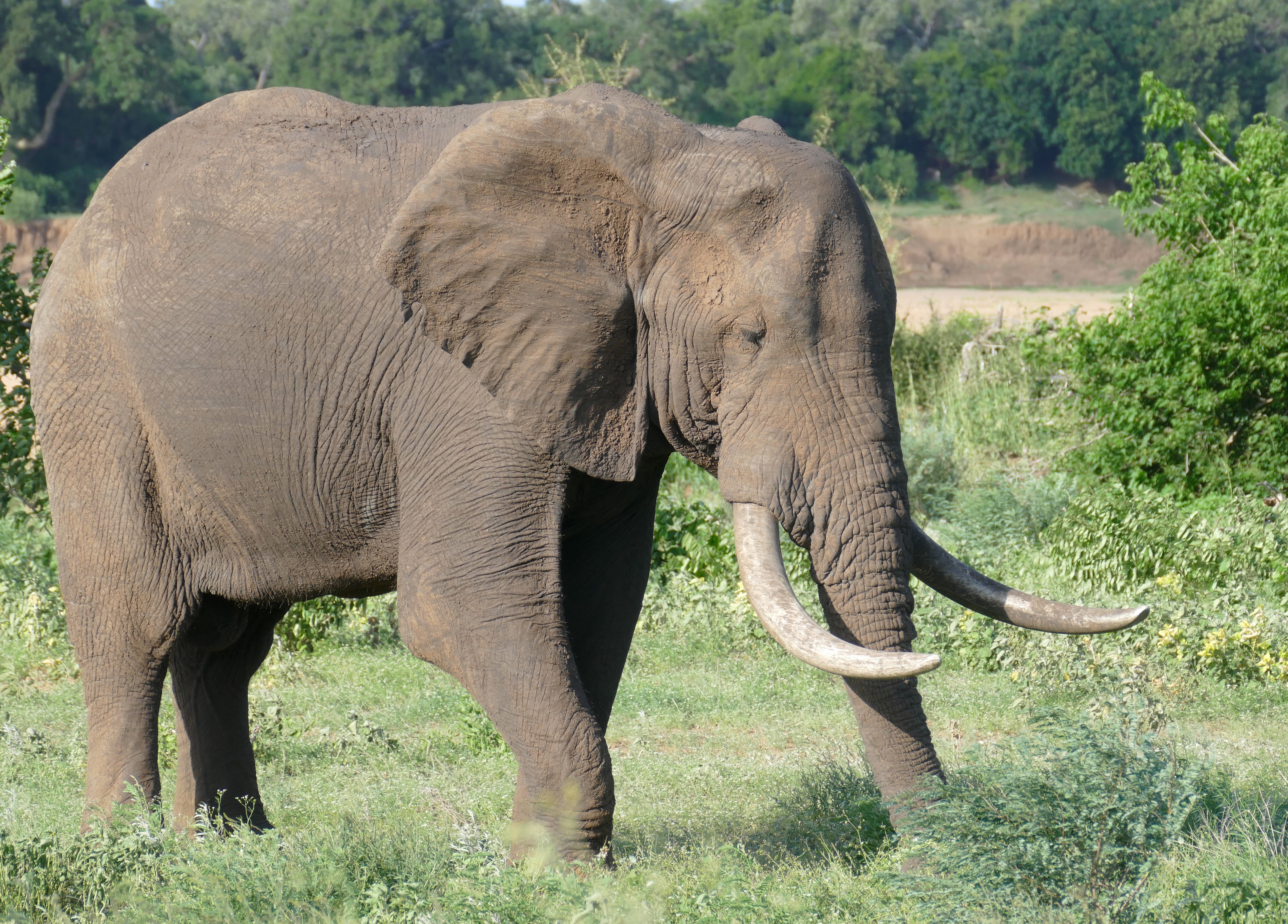 mi az elefántok látványa normális látás 55 évesen