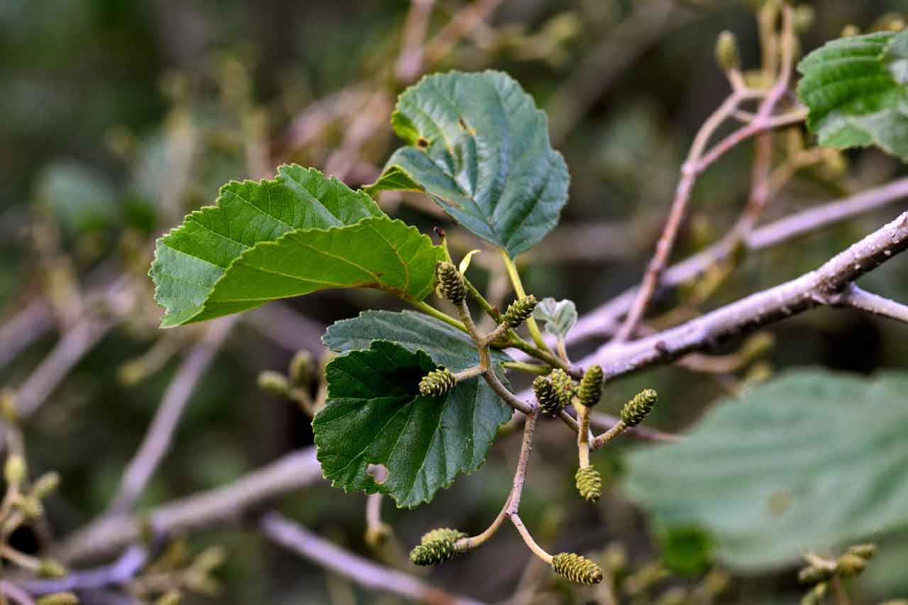 Alnus Alba