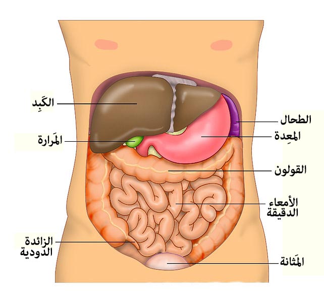 File:Anatomy Abdomen Tiesworks-ar.jpg