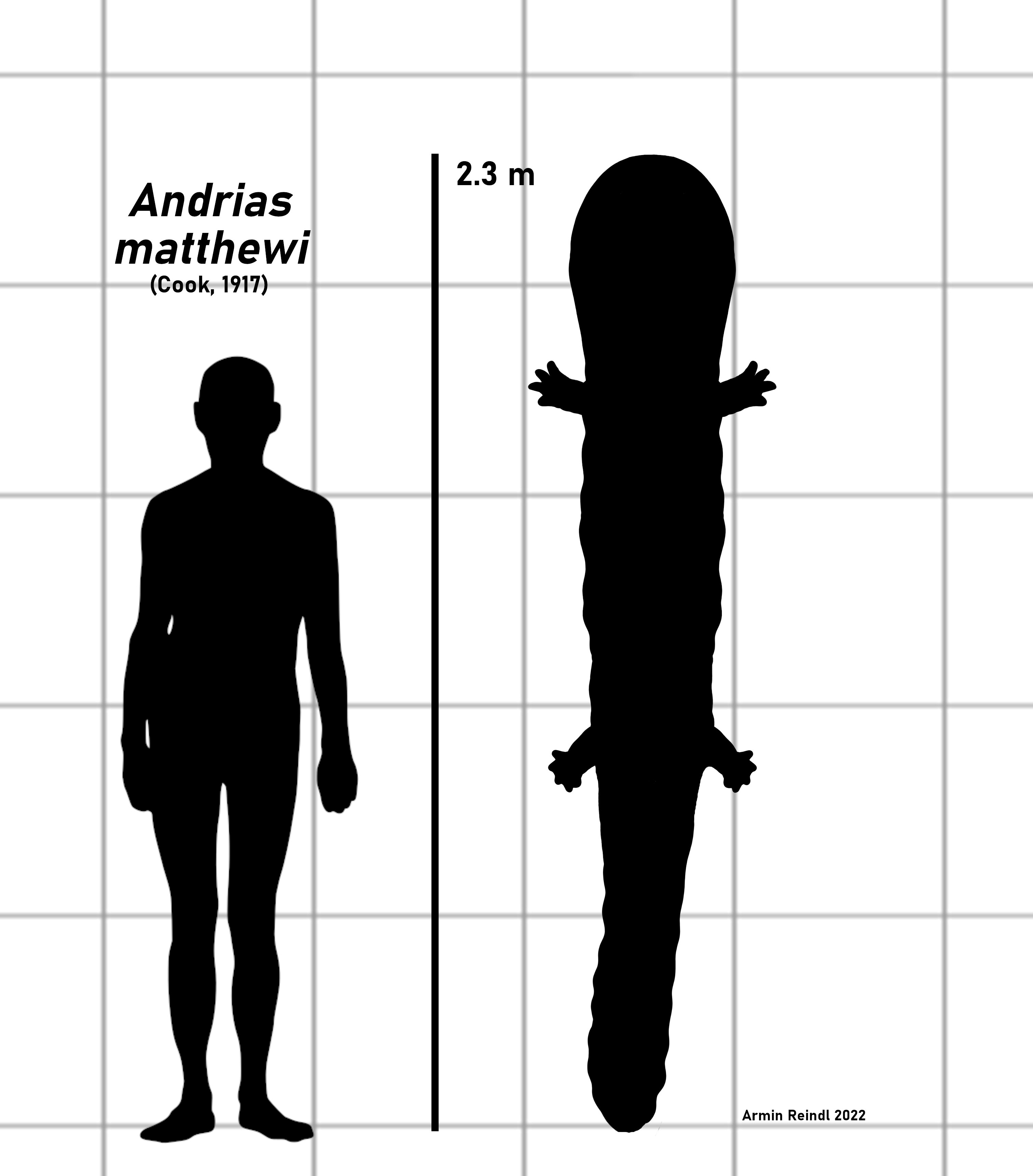 Andrias matthewi - Wikipedia