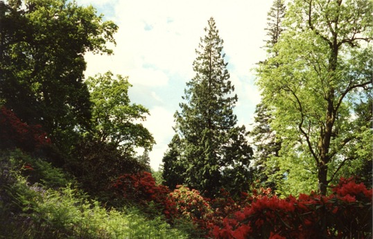 File:Ardkinglas Gardens, Cairndow - geograph.org.uk - 350132.jpg