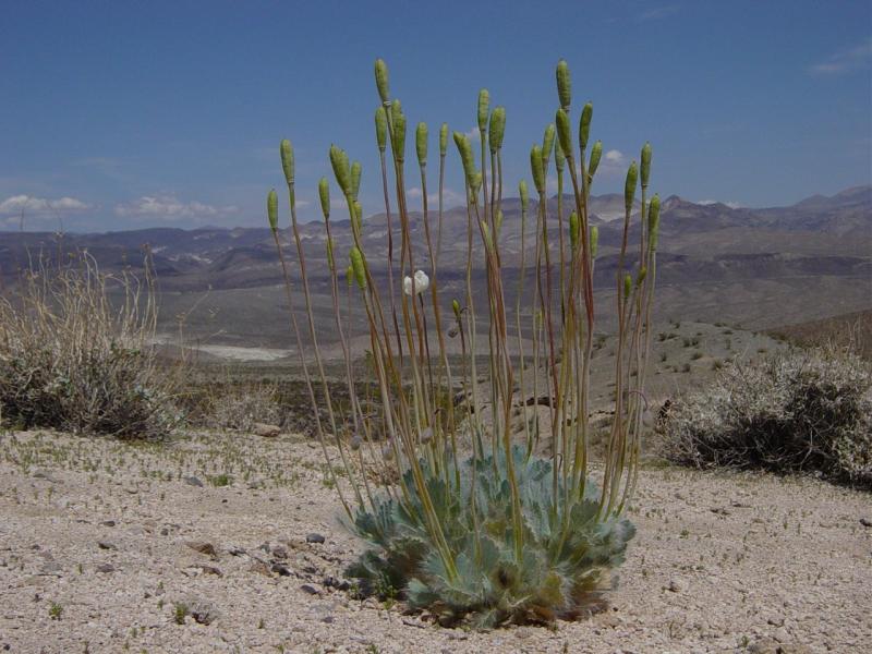 File:Bear poppy-above Mesquite Springs-800px.JPG