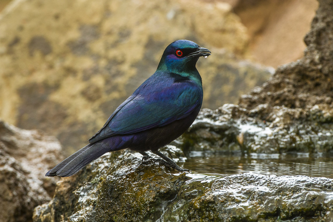  Black  bellied starling  Wikipedia