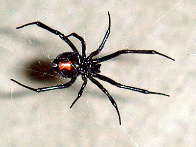 File:Black Widow 11-06 (cropped).jpg