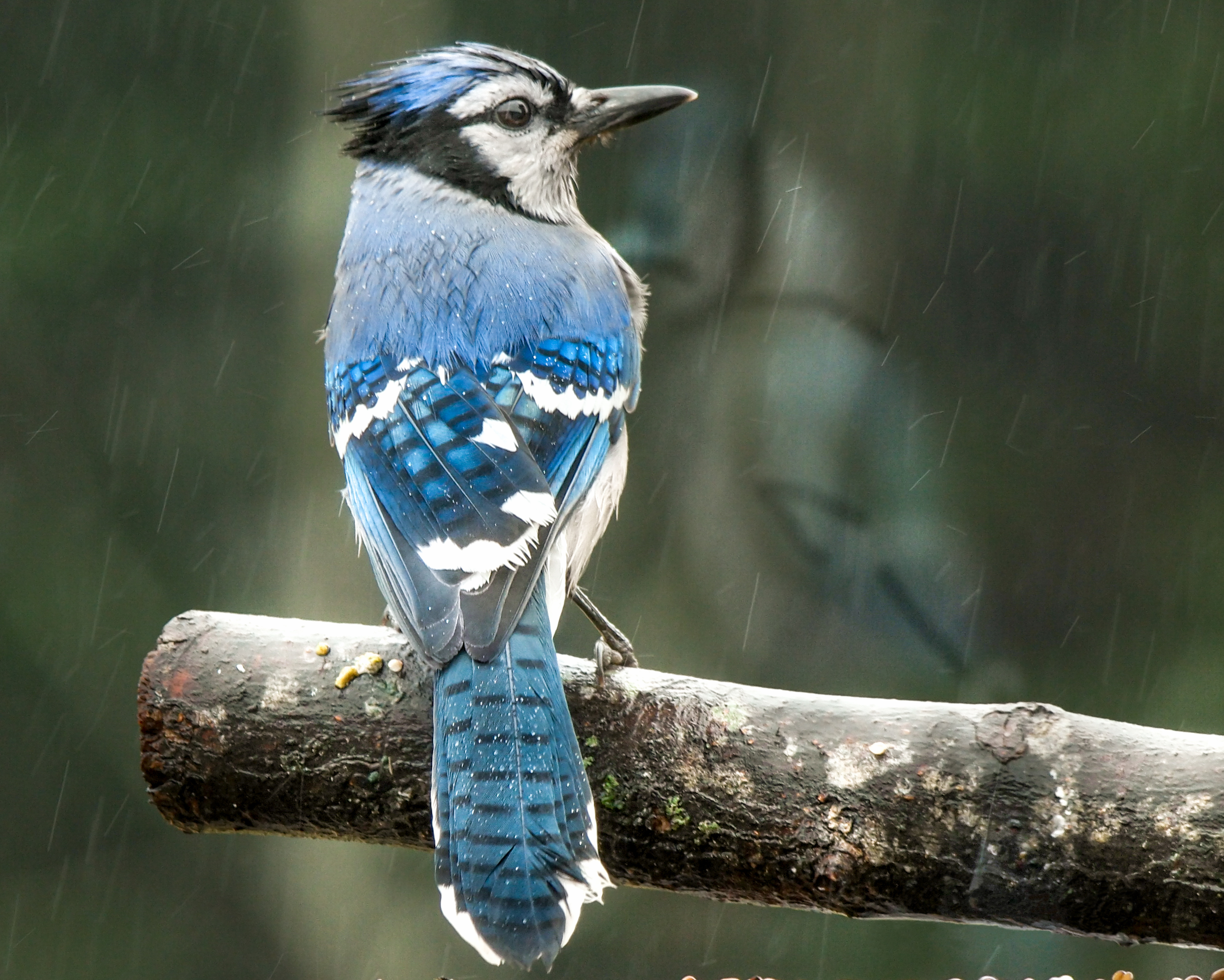 Blue Jay, Cyanocitta cristata