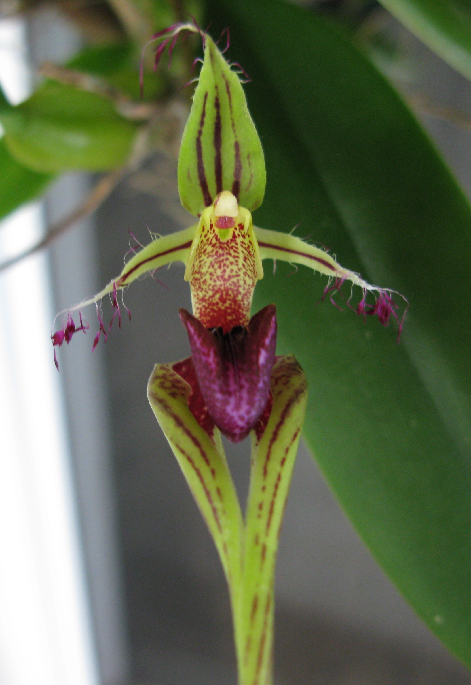 Bulbophyllum Elizabeth Ann Buckleberry